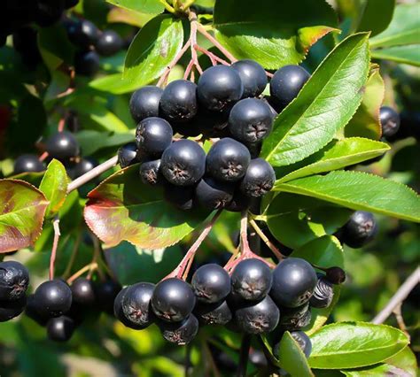 The Mesmerizing Beauty of Autumn's Black Chokeberry